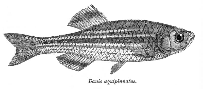 Giant Danio (Devario aequipinnatus) — photo 2 of 5