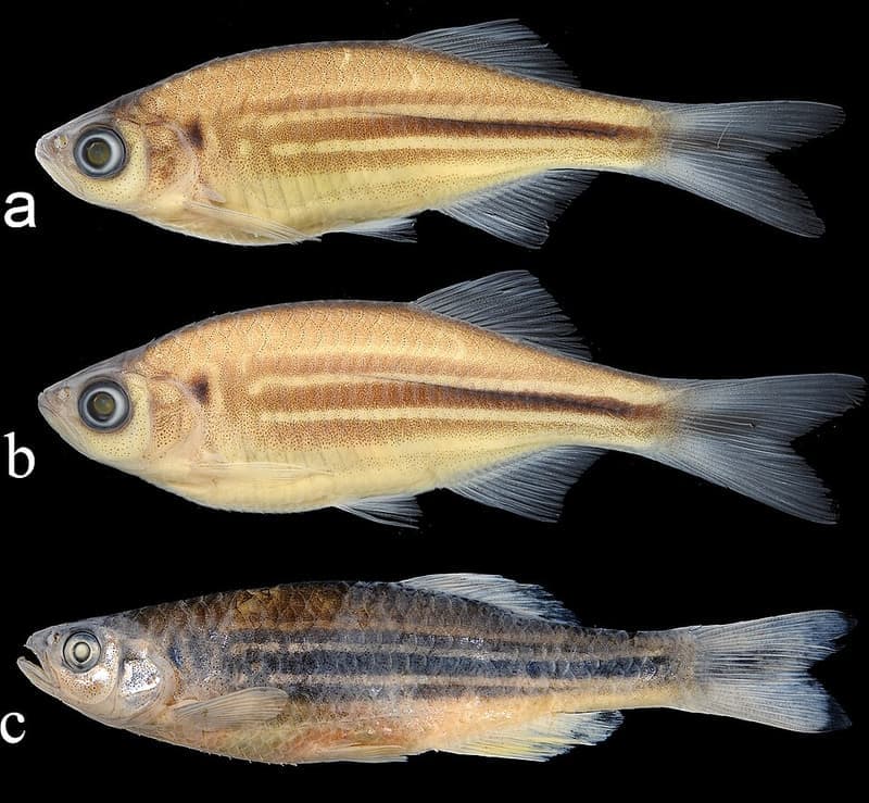 Giant Danio (Devario aequipinnatus) — photo 5 of 5