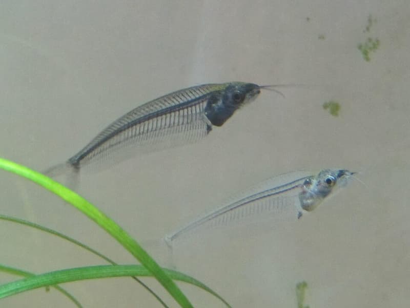 Giant Glass Catfish (Kryptopterus bicirrhis) — photo 1 of 4