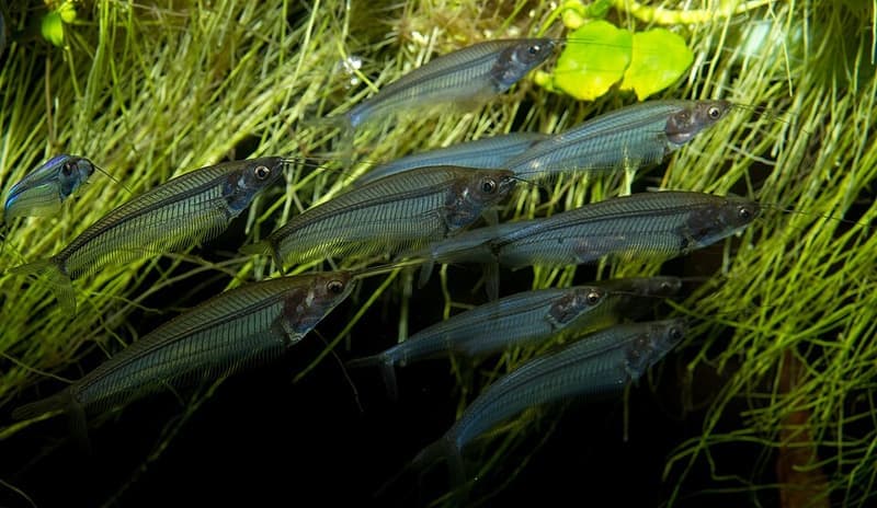 Giant Glass Catfish (Kryptopterus bicirrhis) — photo 2 of 4