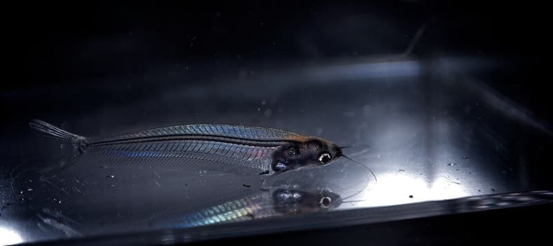 Giant Glass Catfish (Kryptopterus bicirrhis) — photo 3 of 4