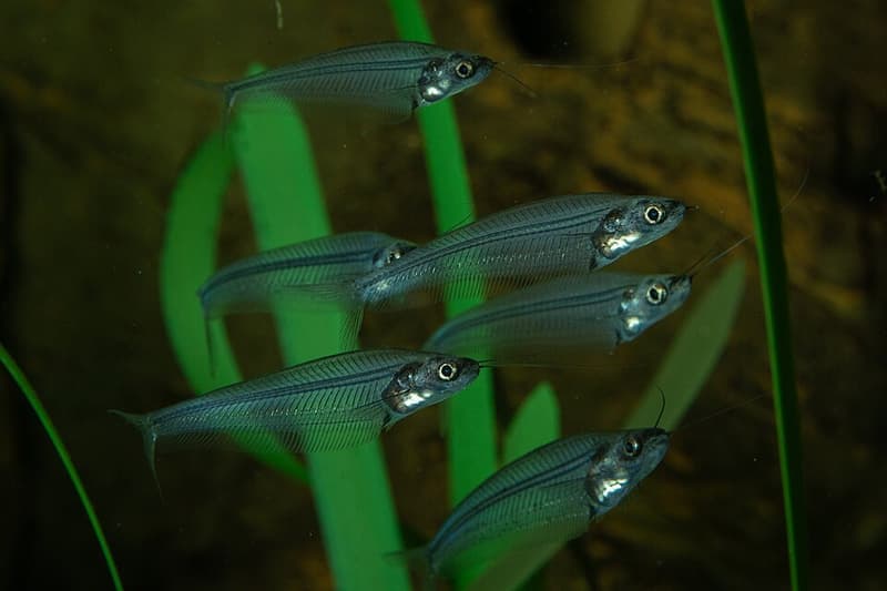 Giant Glass Catfish (Kryptopterus bicirrhis) — photo 4 of 4