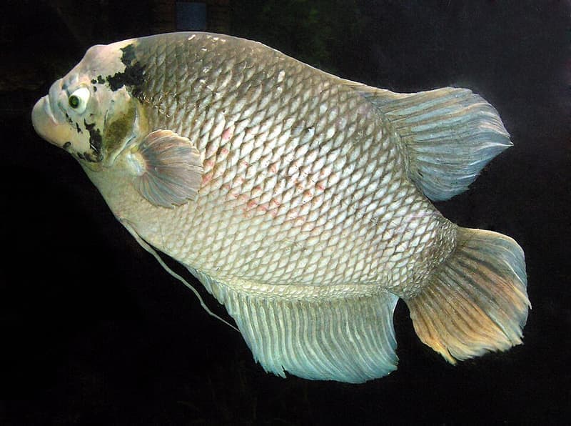 Giant Gourami (Osphronemus goramy) — photo 1 of 5