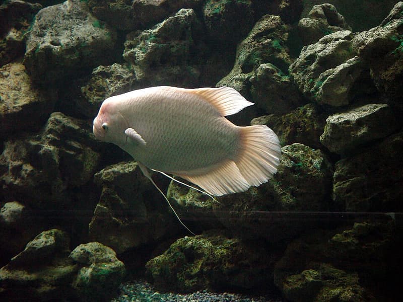 Giant Gourami (Osphronemus goramy) — photo 2 of 5