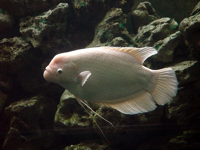 Giant Gourami (Osphronemus goramy) — photo 3 of 5