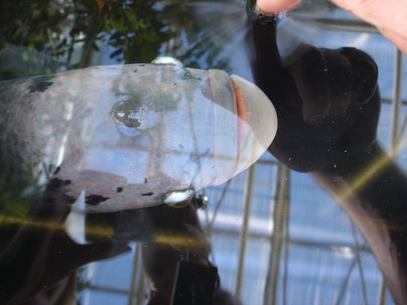 Giant Gourami (Osphronemus goramy) — photo 4 of 5