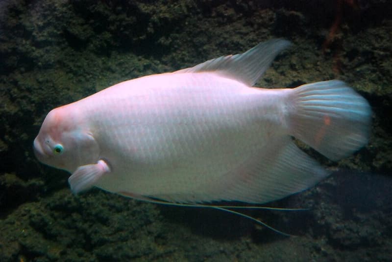 Giant Gourami (Osphronemus goramy) — photo 5 of 5