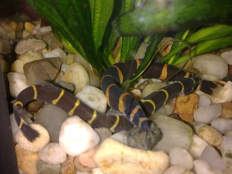 Giant Kuhli Loach (Pangio myersi) — photo 2 of 2