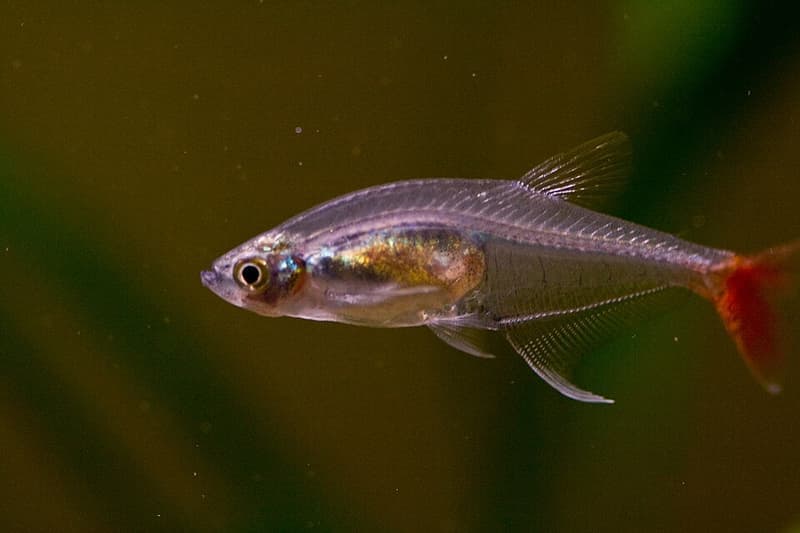 Glass Bloodfin Tetra (Prionobrama filigera) — photo 1 of 4