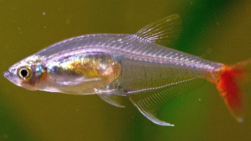 Glass Bloodfin Tetra (Prionobrama filigera) — photo 2 of 4