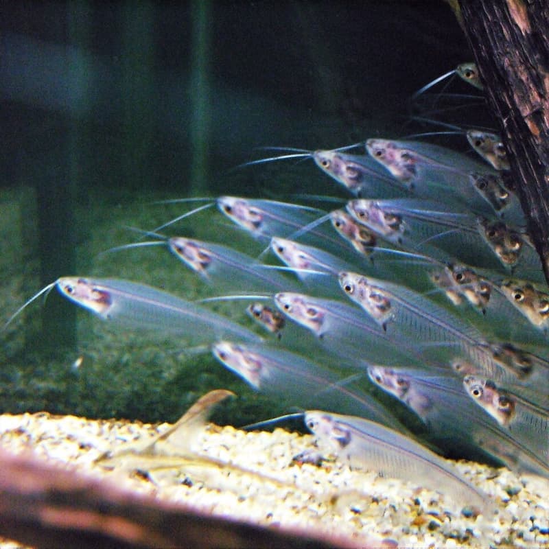 Glass Catfish (Kryptopterus vitreolus) — photo 1 of 5