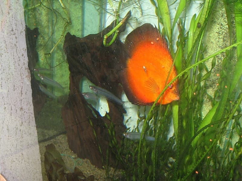 Glass Catfish (Kryptopterus vitreolus) — photo 2 of 5