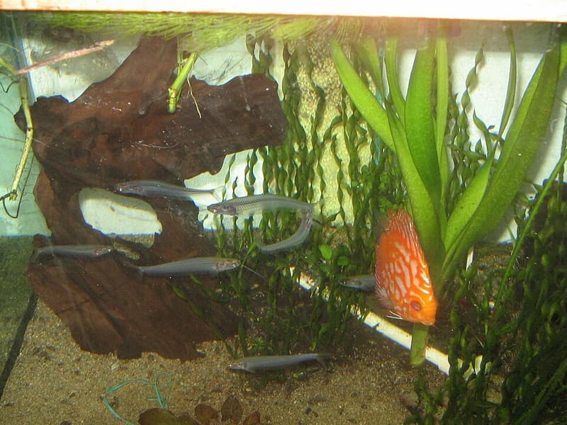 Glass Catfish (Kryptopterus vitreolus) — photo 3 of 5