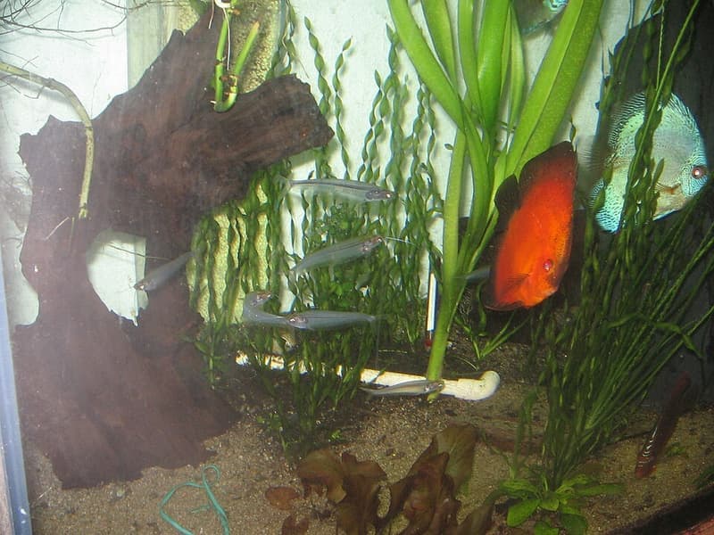Glass Catfish (Kryptopterus vitreolus) — photo 4 of 5