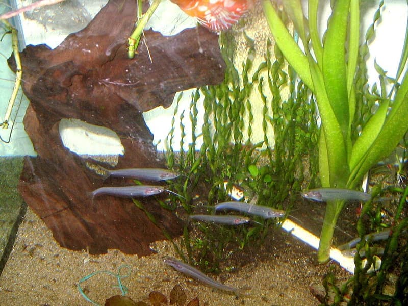 Glass Catfish (Kryptopterus vitreolus) — photo 5 of 5