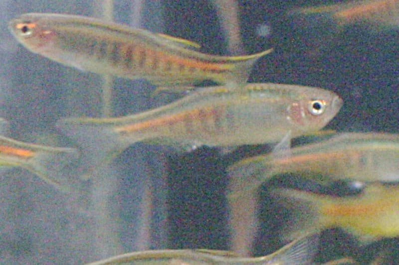 Glowlight Danio (Danio choprae) — photo 1 of 5