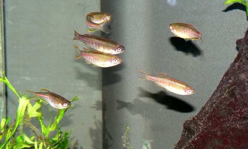 Glowlight Danio (Danio choprae) — photo 2 of 5
