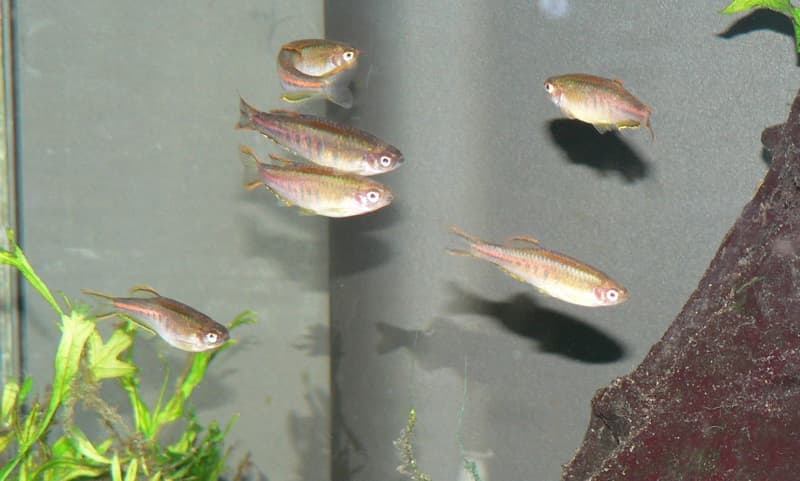 Glowlight Danio (Danio choprae) — photo 3 of 5