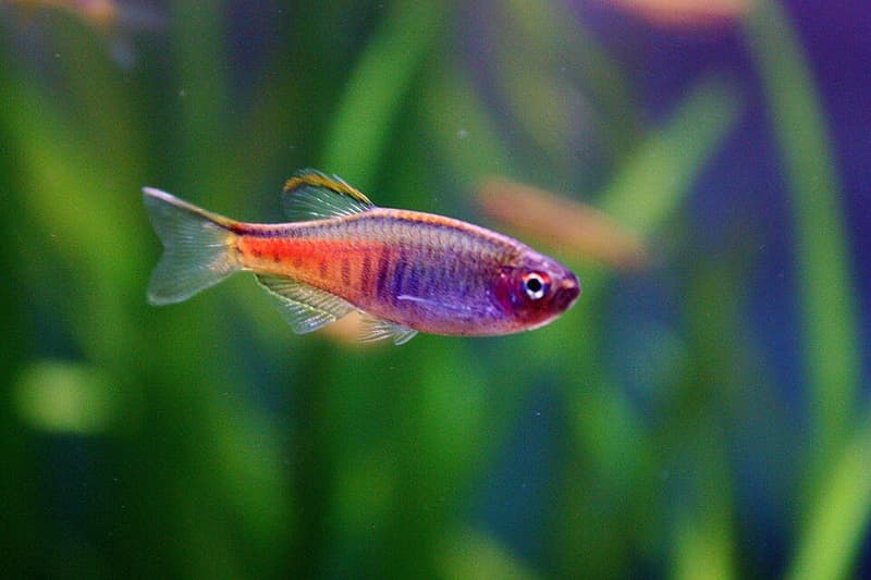 Glowlight Danio (Danio choprae) — photo 4 of 5
