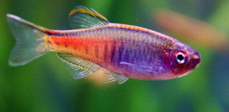 Glowlight Danio (Danio choprae) — photo 5 of 5