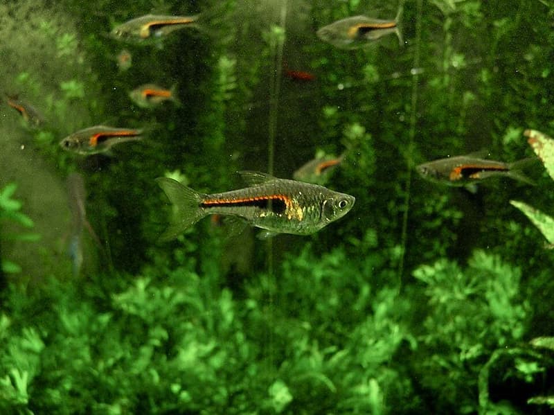 Glowlight Rasbora (Trigonostigma hengeli) — photo 1 of 3