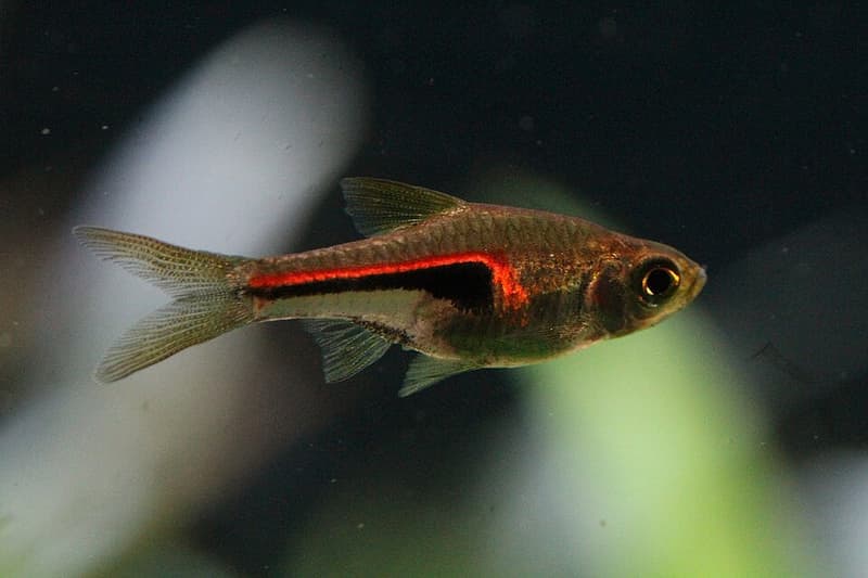 Glowlight Rasbora (Trigonostigma hengeli) — photo 2 of 3