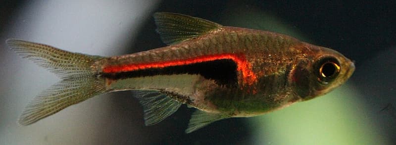 Glowlight Rasbora (Trigonostigma hengeli) — photo 3 of 3