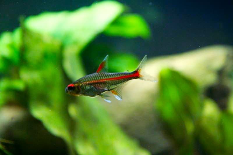 Glowlight Tetra (Hemigrammus erythrozonus) — photo 1 of 5