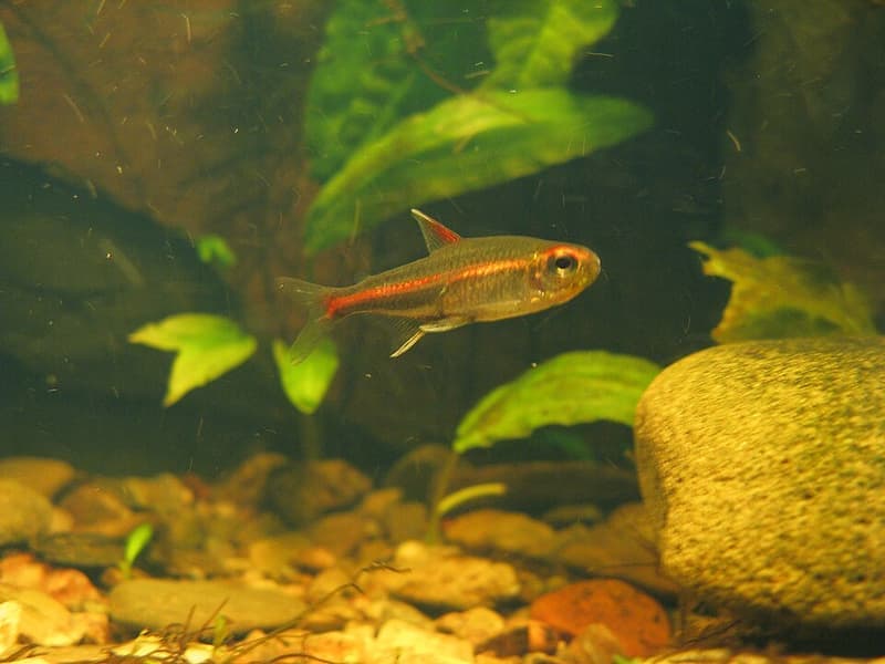 Glowlight Tetra (Hemigrammus erythrozonus) — photo 2 of 5
