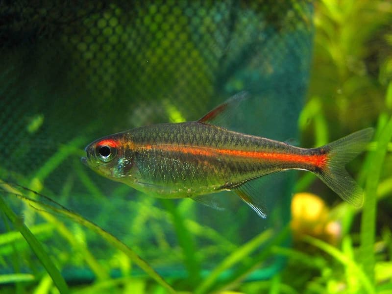 Glowlight Tetra (Hemigrammus erythrozonus) — photo 3 of 5