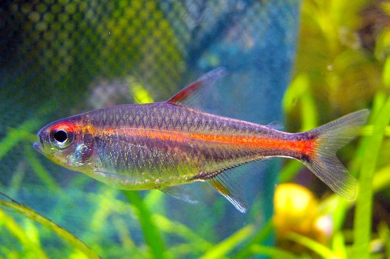 Glowlight Tetra (Hemigrammus erythrozonus) — photo 4 of 5