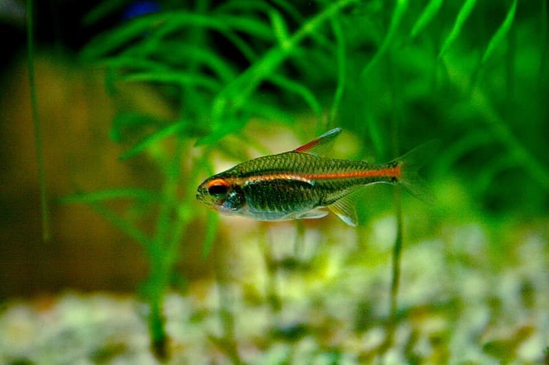 Glowlight Tetra (Hemigrammus erythrozonus) — photo 5 of 5