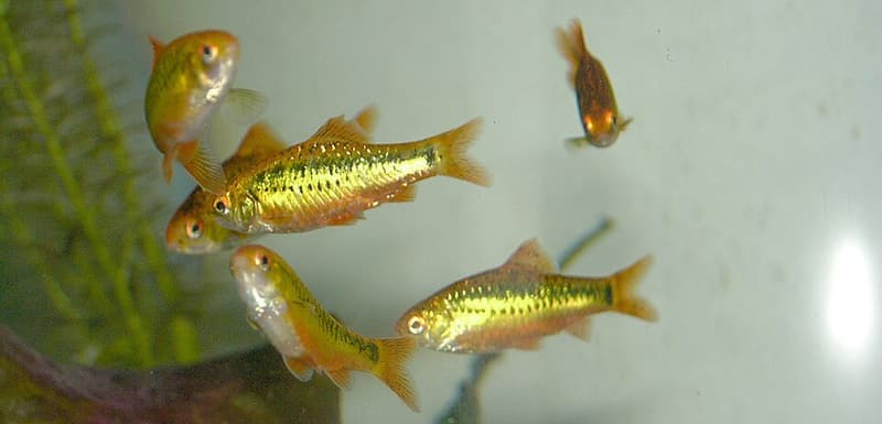 Gold Barb (Barbodes semifasciolatus) — photo 1 of 5