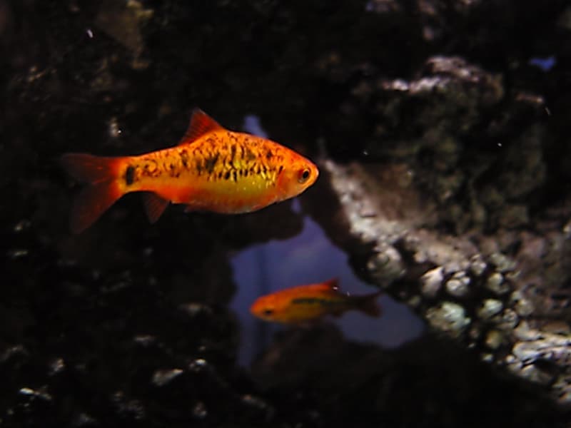 Gold Barb (Barbodes semifasciolatus) — photo 2 of 5