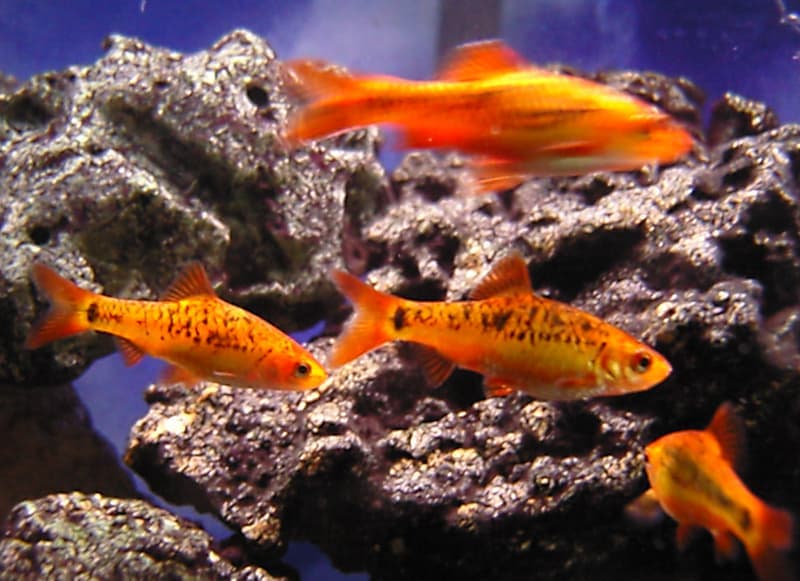 Gold Barb (Barbodes semifasciolatus) — photo 3 of 5