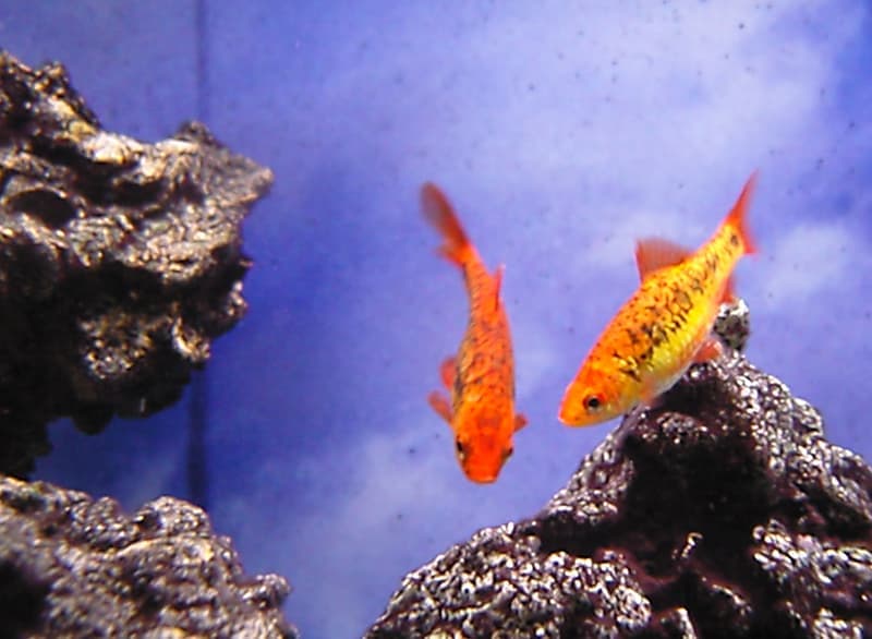 Gold Barb (Barbodes semifasciolatus) — photo 4 of 5