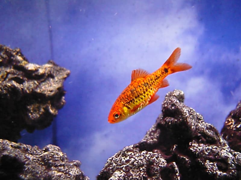 Gold Barb (Barbodes semifasciolatus) — photo 5 of 5