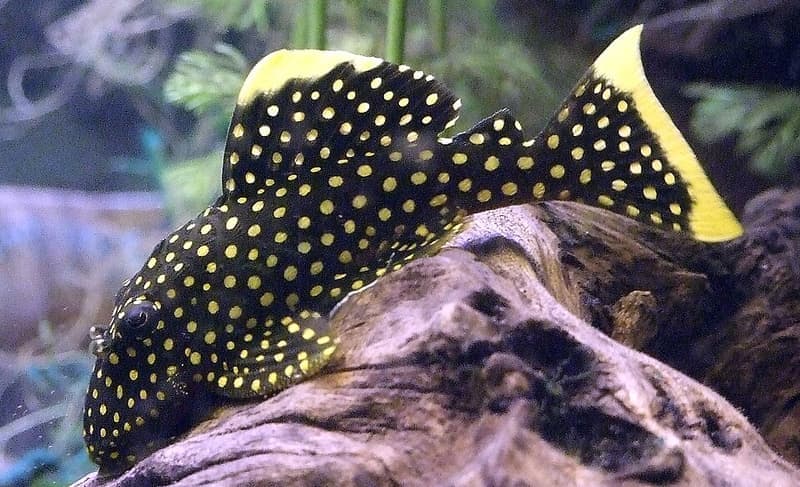 Gold Nugget Pleco (Baryancistrus xanthellus) — photo 1 of 4