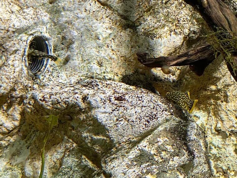 Gold Nugget Pleco (Baryancistrus xanthellus) — photo 2 of 4