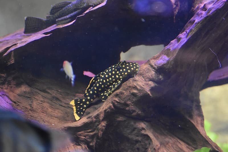 Gold Nugget Pleco (Baryancistrus xanthellus) — photo 3 of 4