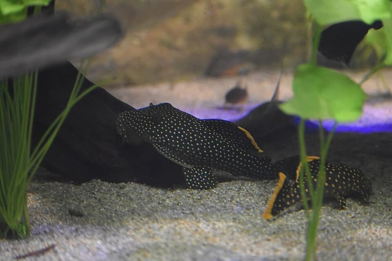 Gold Nugget Pleco (Baryancistrus xanthellus) — photo 4 of 4