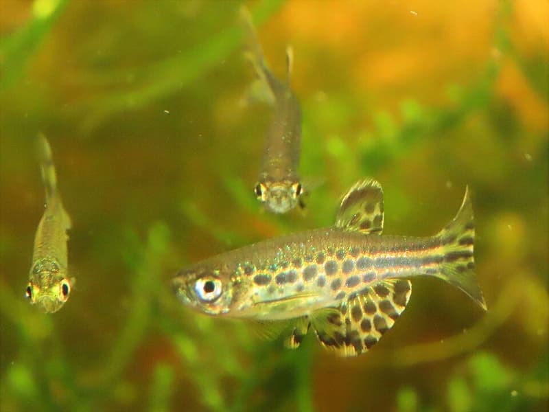 Gold Ring Danio (Danio tinwini) — photo 1 of 1