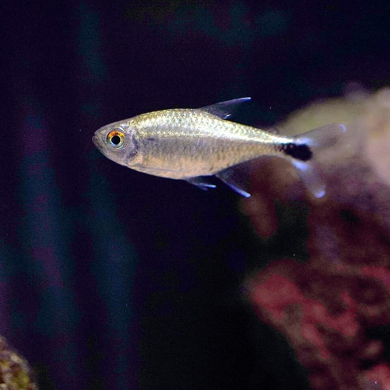 Gold Tetra (Hemigrammus rodwayi) — photo 1 of 5