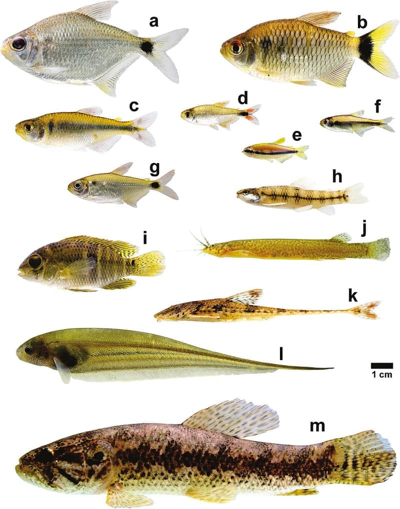 Gold Tetra (Hemigrammus rodwayi) — photo 3 of 5