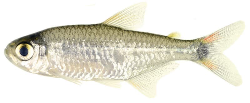 Gold Tetra (Hemigrammus rodwayi) — photo 4 of 5