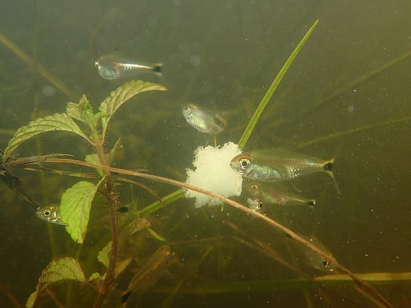 Gold Tetra (Hemigrammus rodwayi) — photo 5 of 5