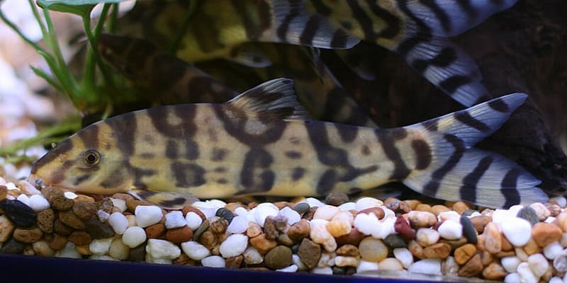 Gold Zebra Loach (Botia histrionica) — photo 1 of 3