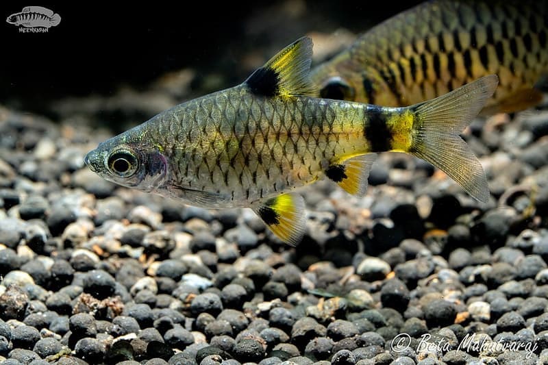 Golden Dwarf Barb (Pethia gelius) — photo 1 of 1