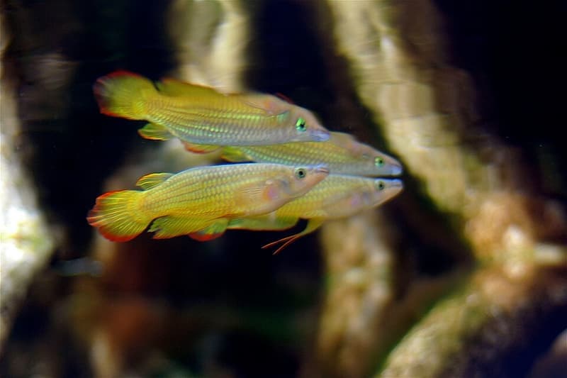 Golden Wonder Killifish (Aplocheilus lineatus) — photo 2 of 5