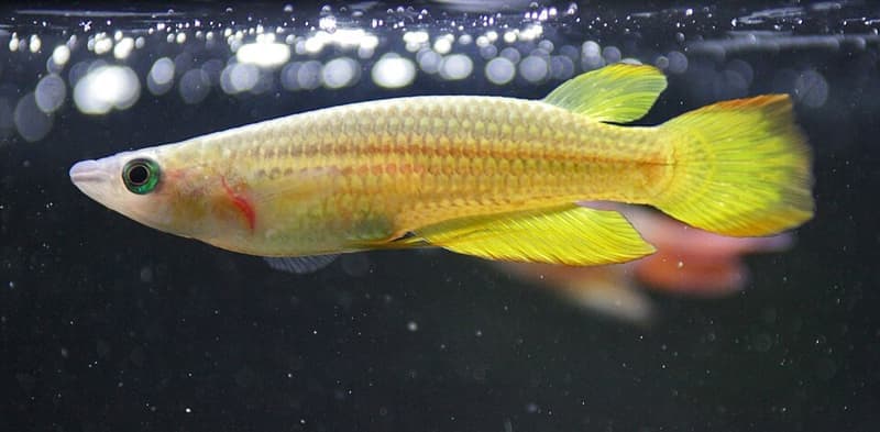 Golden Wonder Killifish (Aplocheilus lineatus) — photo 3 of 5